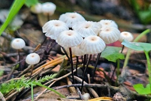 Ključ pritajnica i plosnatica (Marasmioida i Collybioida)