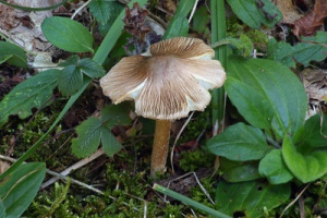 Ključ cjepača (Inocybe)