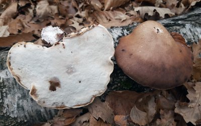 Rupičarke i njihova determinacija