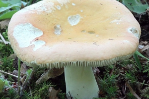Ključ krasnica (Russula)