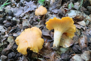 Ključ lisičica i trubača (Cantharellus, Craterellus)
