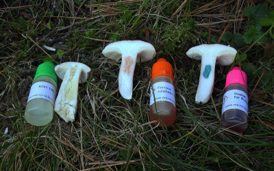 Korištenje kemijskih reagensa u determinaciji krasnica