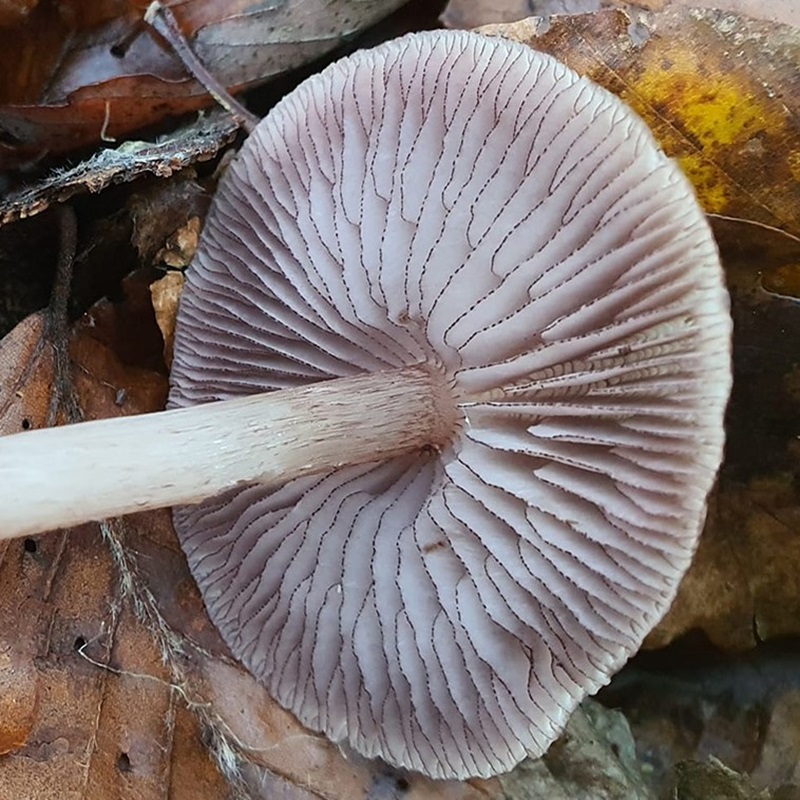 Key Agaric