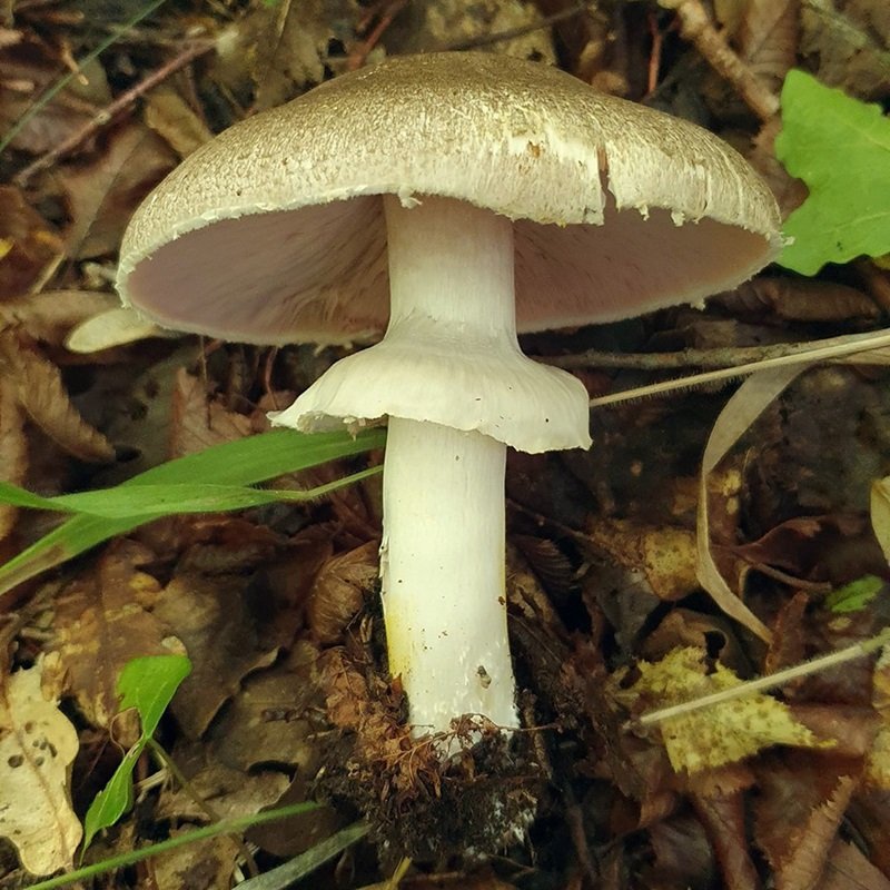 Key Agaricus