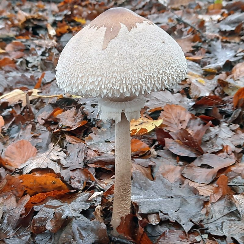 Key lepiotoid mushrooms