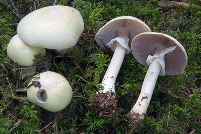 Agaricus abruptibulbus