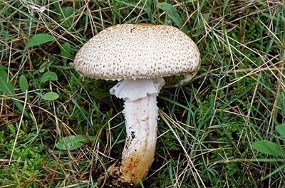 Agaricus annae