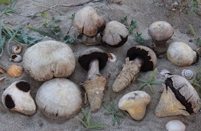 Agaricus aridicola