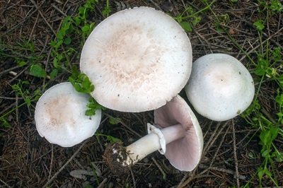 Agaricus arvensis