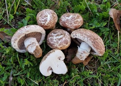 Agaricus bernardiiformis