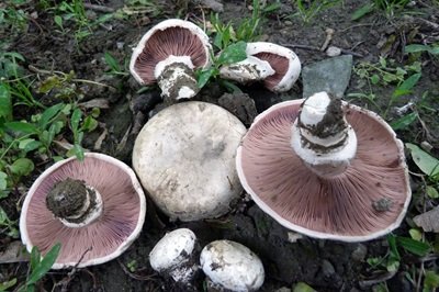 agaricus-bisporus