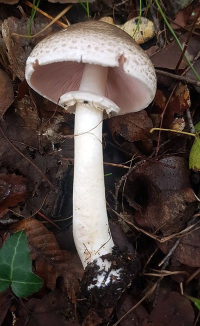 agaricus-bohusii