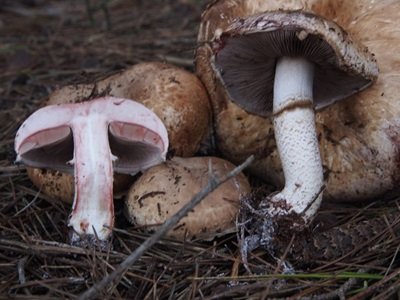 Agaricus boisseletii