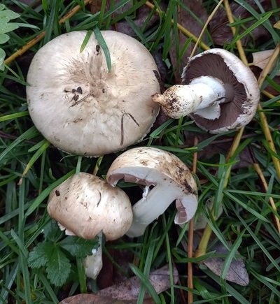 agaricus-bresadolanus