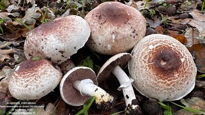 Agaricus brunneolus