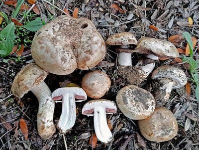 Agaricus caballeroi