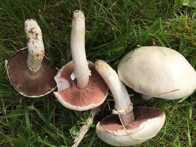 Agaricus chionodermus