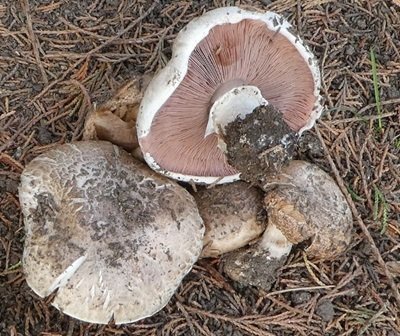 Agaricus cupressicola