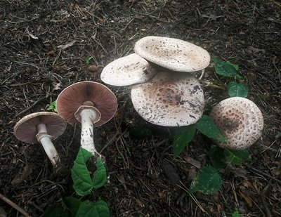 Agaricus depauperatus