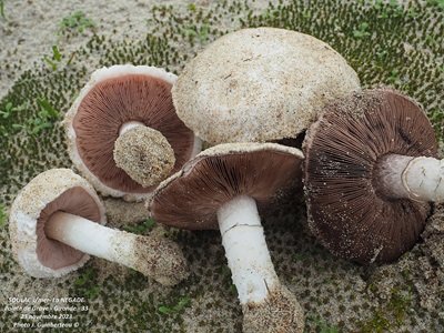 Agaricus devoniensis