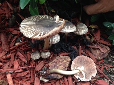 Agaricus endoxanthus