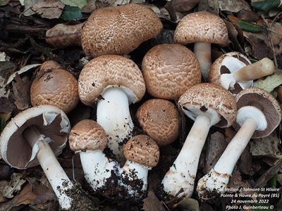 Agaricus freirei