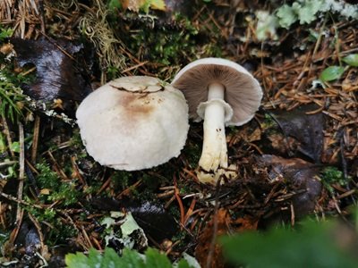 Agaricus friesianus