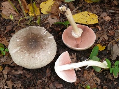 Agaricus impudicus