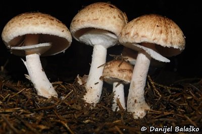 agaricus-impudicus2