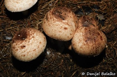 agaricus-impudicus3