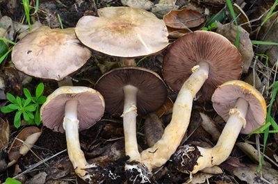 Agaricus kerriganii