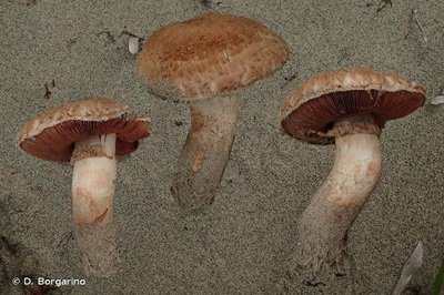 Agaricus koelerionensis