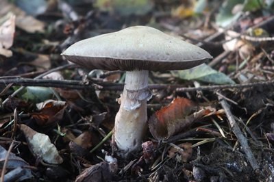 Agaricus langei