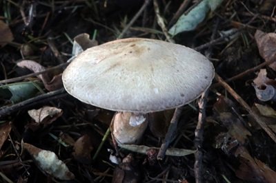 agaricus-langei