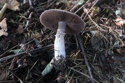 agaricus-langei