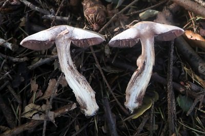 agaricus-langei