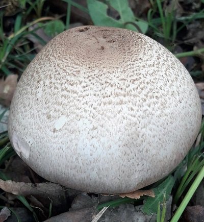 agaricus-langei