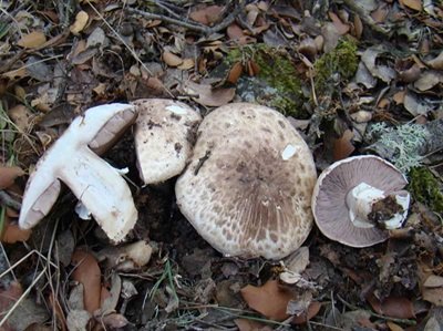 Agaricus lividonitidus