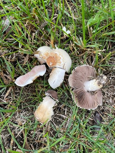 Agaricus luteomaculatus