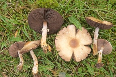 Agaricus lutosus