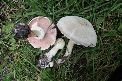 Agaricus macrocarpus