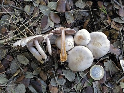 Agaricus matrum