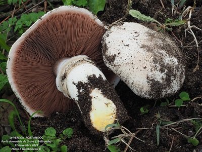 Agaricus menieri