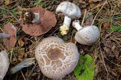 Agaricus moelleri