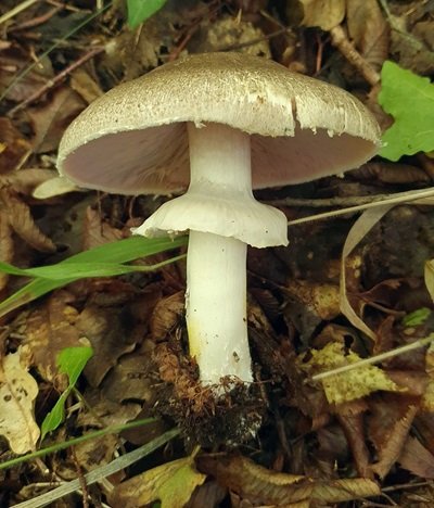 agaricus-moelleri