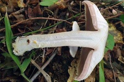 agaricus-moelleri