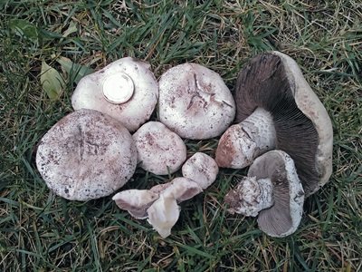 Agaricus nevoi