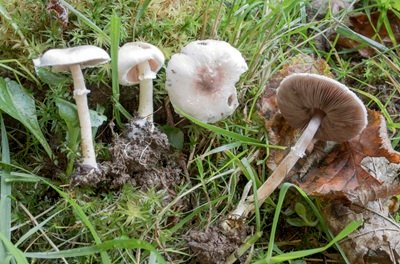 Agaricus pallens