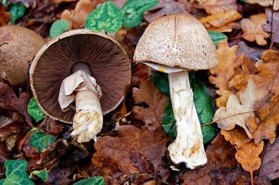 Agaricus phaeolepidotus