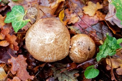 agaricus-phaeolepidotus